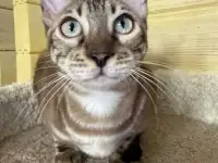 Снежная королева с золотым сердцем ,бенгальская жемчужная девочка, фотография 6