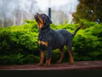 Породистые щенки ротвейлера, фотография 5