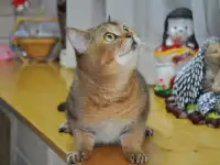 ШОТЛАНДцы, фотография 2