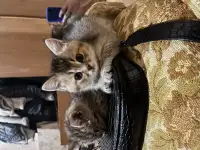 Котята Шотландские вислоухие, фотография 2