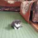Котенок