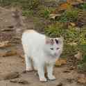 Котенок ищет дом