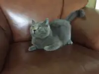 Британски чистокровные котята, фотография 6