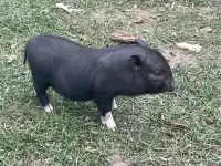 Вьетнамские поросята