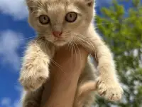Котёнок (1 мес) в дар, фотография 1