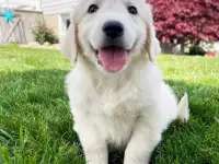 Puppies For Sale, фотография 3