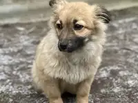 Щенок бесплатно