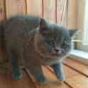 Породистая британская кошечка, фотография 4