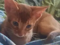 Котенок, фотография 2