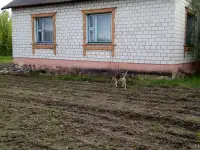 Дом для круглогодичного проживания, Могилёвская область, Глусский район, д. Калюга, ул. Центральная, дом 24, фотография 5