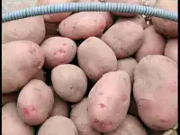 Картофель, фотография 2