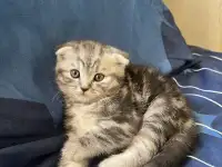 Шотландские котята, фотография 4