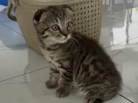 Шотландские котята мальчики вислоухий и прямоухий, фотография 4