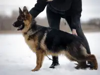 Щенки немецкие овчарки, фотография 6