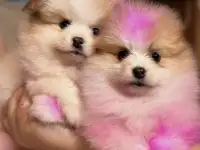 Щенки померанского шпица