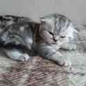 Шотландские котята(Scottish Fold), фотография 6