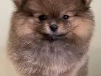 Мальчик померанского шпица