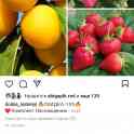 Саженцы клубники по технологии фриго, фотография 7