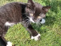 Котята в добрые руки, фотография 8