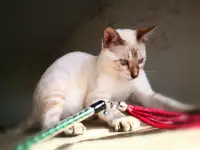 Бенгальские котята снежные барсы, фотография 7