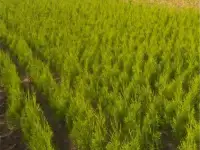 Продам туи смарагд не 50 55 см, фотография 2