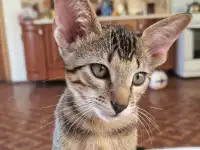 Ориентальный котенок, фотография 2