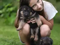 Чистокровные щенки овчарки, фотография 3