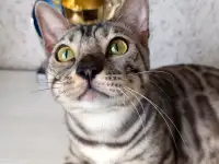 Бенгальские котята, фотография 2