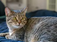 Кошка Малява ищет дом, фотография 2