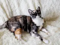 Замечательная котя Тинки в поисках своего дома!