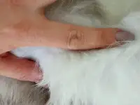 Шуба, фотография 2