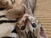 Ориентальные котята, фотография 3