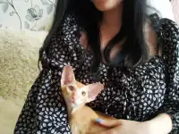 Ориентальные котята, фотография 4