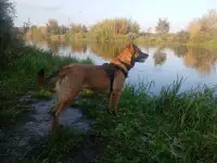 Щенки Бельгийской овчарки Малинуа, фотография 2
