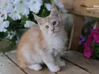 Мейн-кун ( мальчик), фотография 4