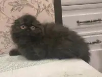 Шотландский котёнок, фотография 4