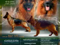 щенки немецкой длинношерстной овчарки, фотография 8