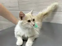 Котик Беня ищет ответственных и заботливых хозяев, фотография 2