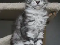 Очаровательная кошечка Мейн-кун!!!, фотография 6