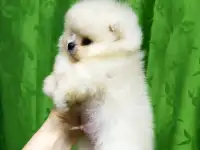 Померанский шпиц ,мини мальчик., фотография 4