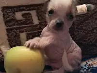 Мальтипу щенок мальчик чи чи