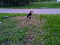 НУЖНА ПОМОЩЬ СОБАКЕ В ПОЛЕ! СОС! Передержка или дом, в дар!