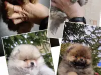 Померанский шпиц, щенки. Мини мишкт