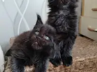 Мейн кун котята, фотография 9