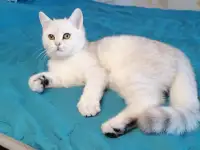 Британский котёнок, фотография 3