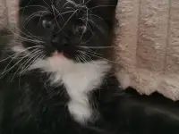 Котятa Мейн Куны из серцифицированного питомника, фотография 2