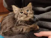Малышка срочно ищет дом