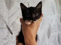Котята в добрые руки, котенок в дар, породистые, турецкая ангора, фотография 3