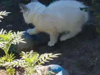 Котята в дар, фотография 3