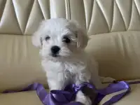 Мальтийская болонка мини, фотография 2
